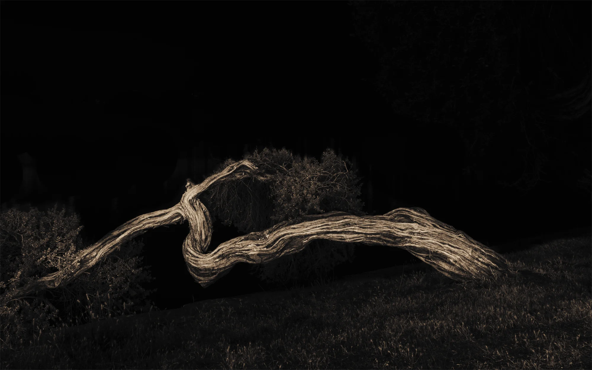 Lake Merritt Trees, Study #15, Oakland, CA