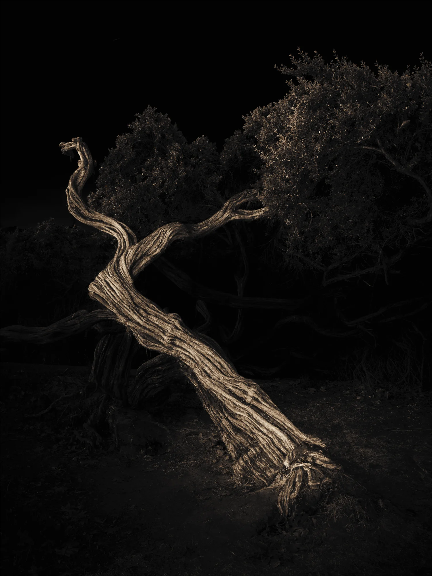 Lake Merritt Trees, Study #17, Oakland, CA