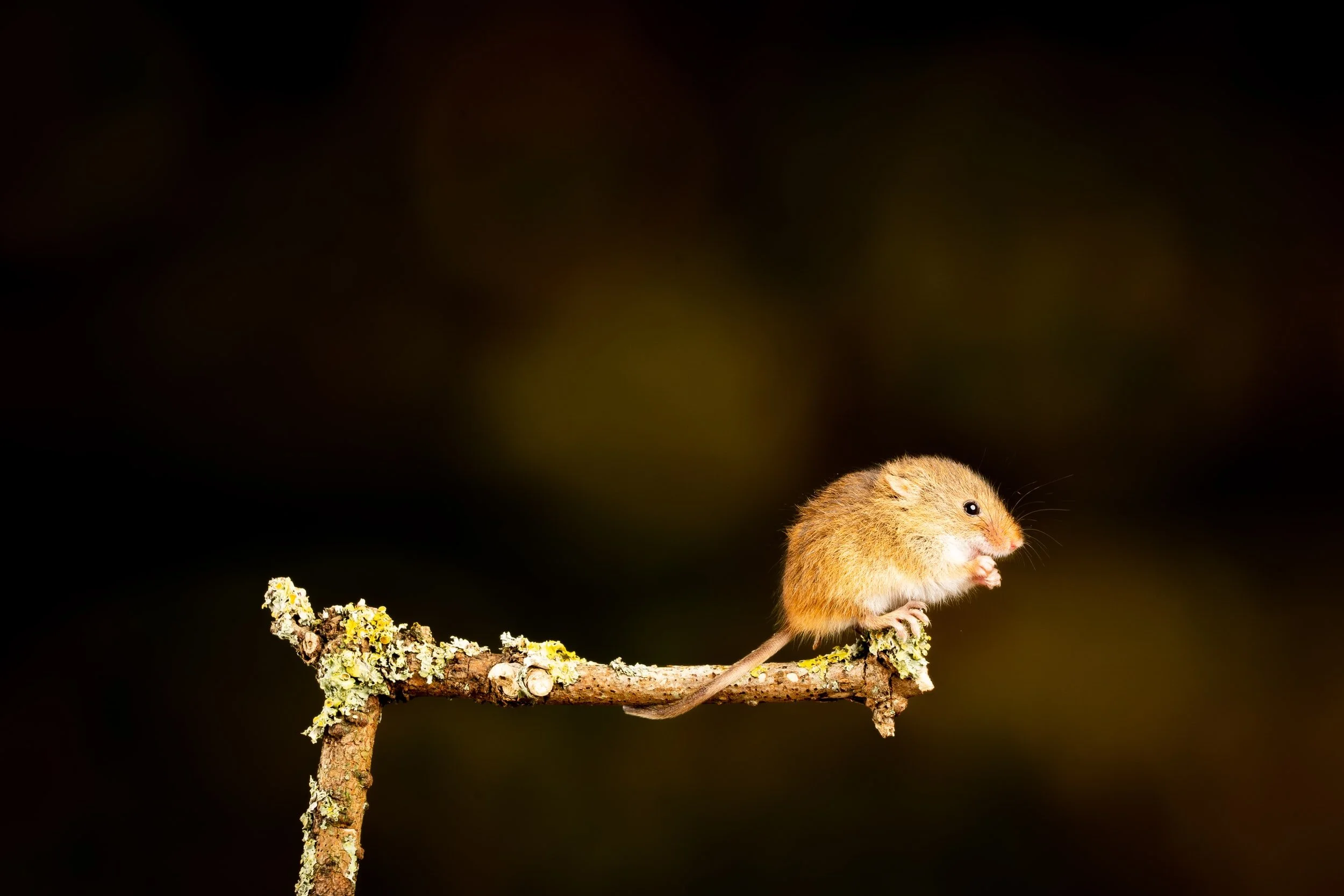 Eugenics, Euthanasia and Frankenstein Mice