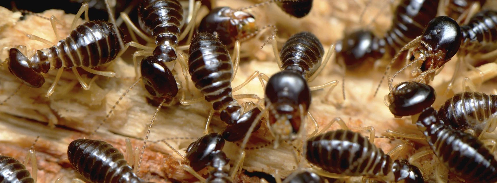 Torch the Termite to save the World!