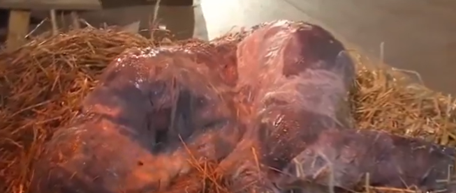 Bizarre German Midnight Mass Goes Viral