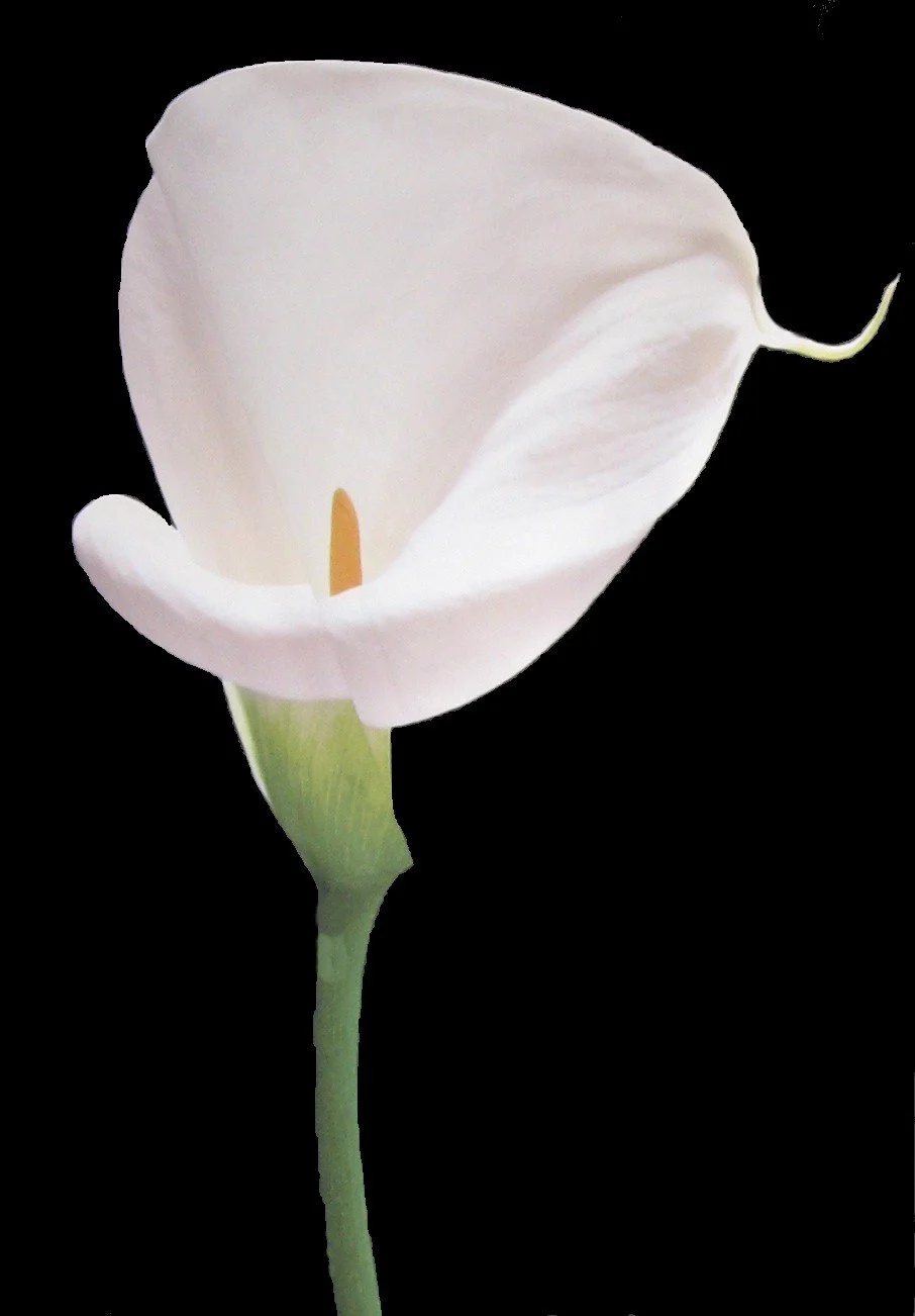 1916 Martyrs Used By Politicians to Secularise Easter