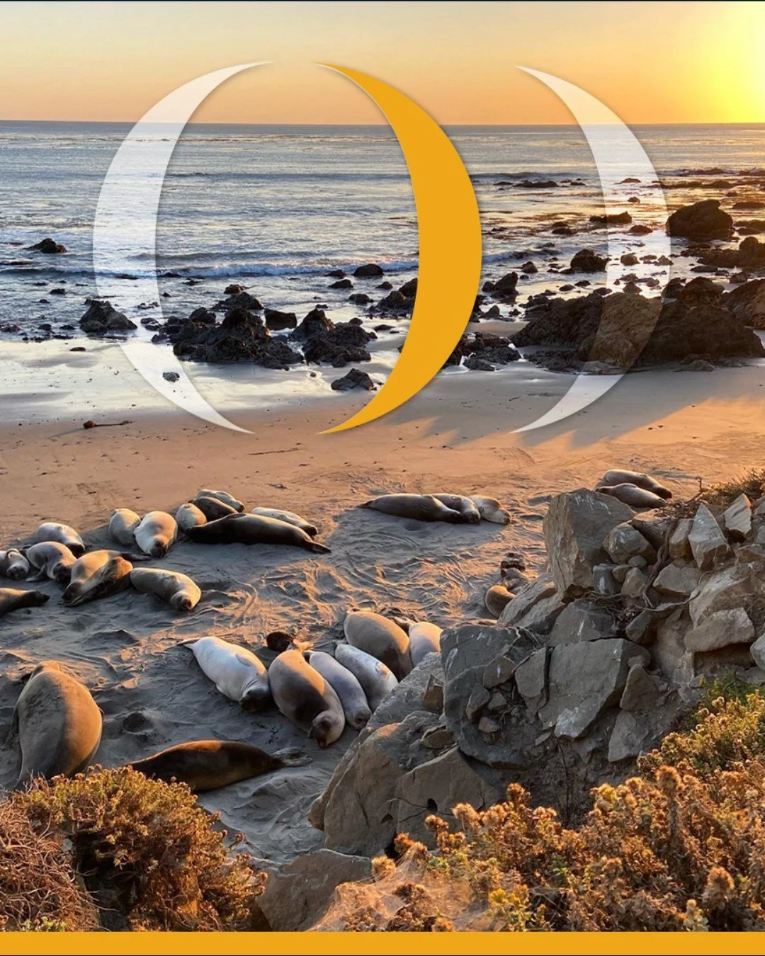 Elephant seals by day, ocean-view dinner by night 🦭🌊

Swing by after your San Simeon adventure and soak up all the coastal vibes with us 🌴 🌅