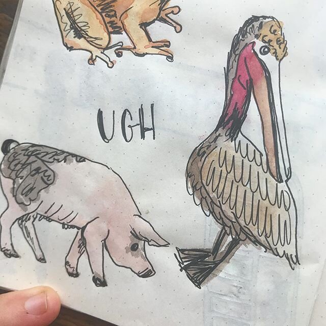 peliCAN&rsquo;T handle when the doodles don&rsquo;t come to fruition 🤷&zwj;♀️ #youwinsomeyoulosesome #practice #art #doodle #ink #color #watercolor #animal #pelican #pig #frog #nature #fail #instaart #instaartist #illustration #celebratefailure #rea