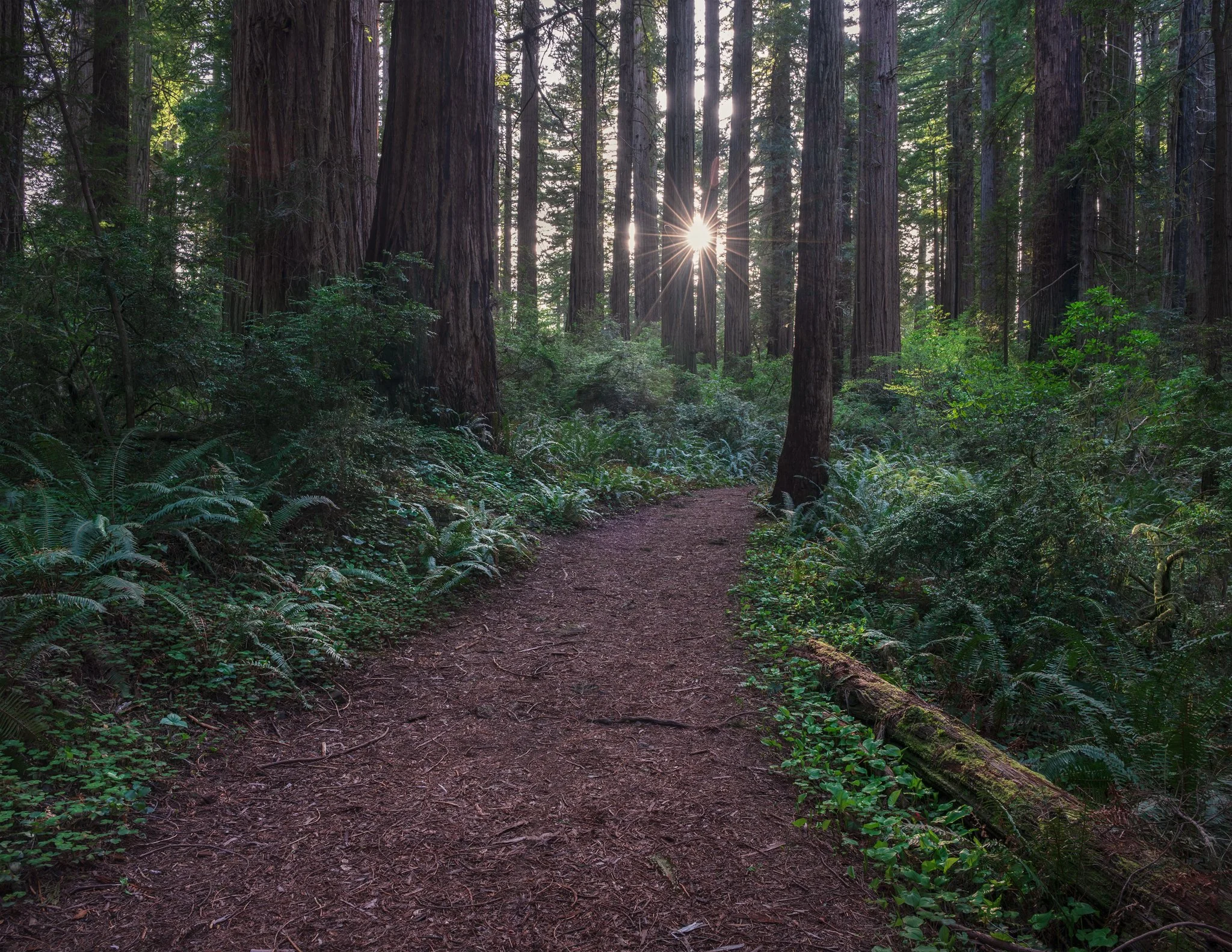 redwoods-path.jpg