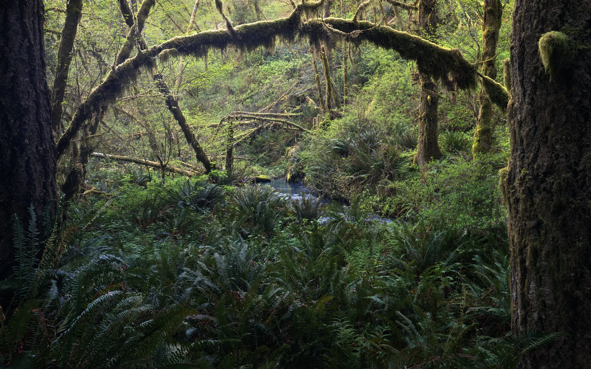 redwoods-arch.jpg