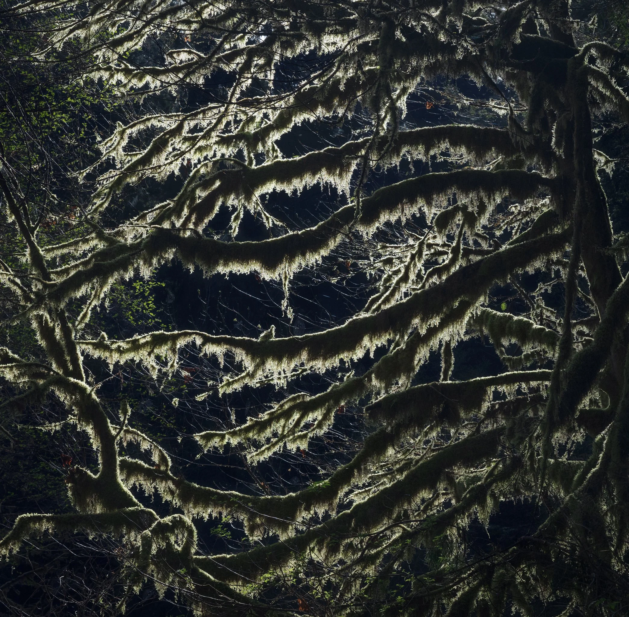 pnw-mossy-tree-limbs.jpg