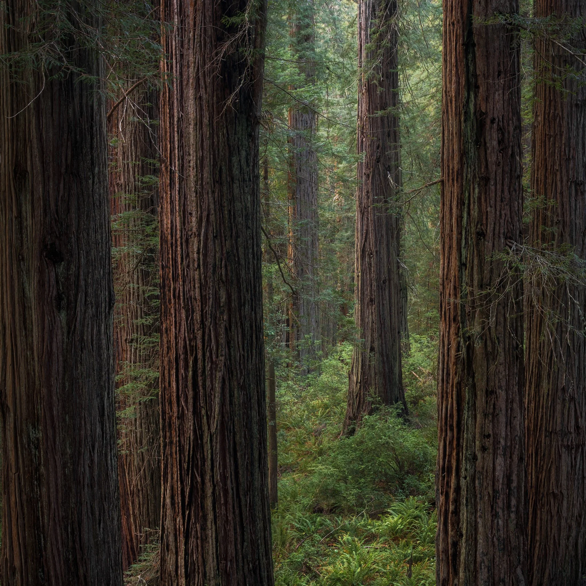 redwoods-01-copy.jpg