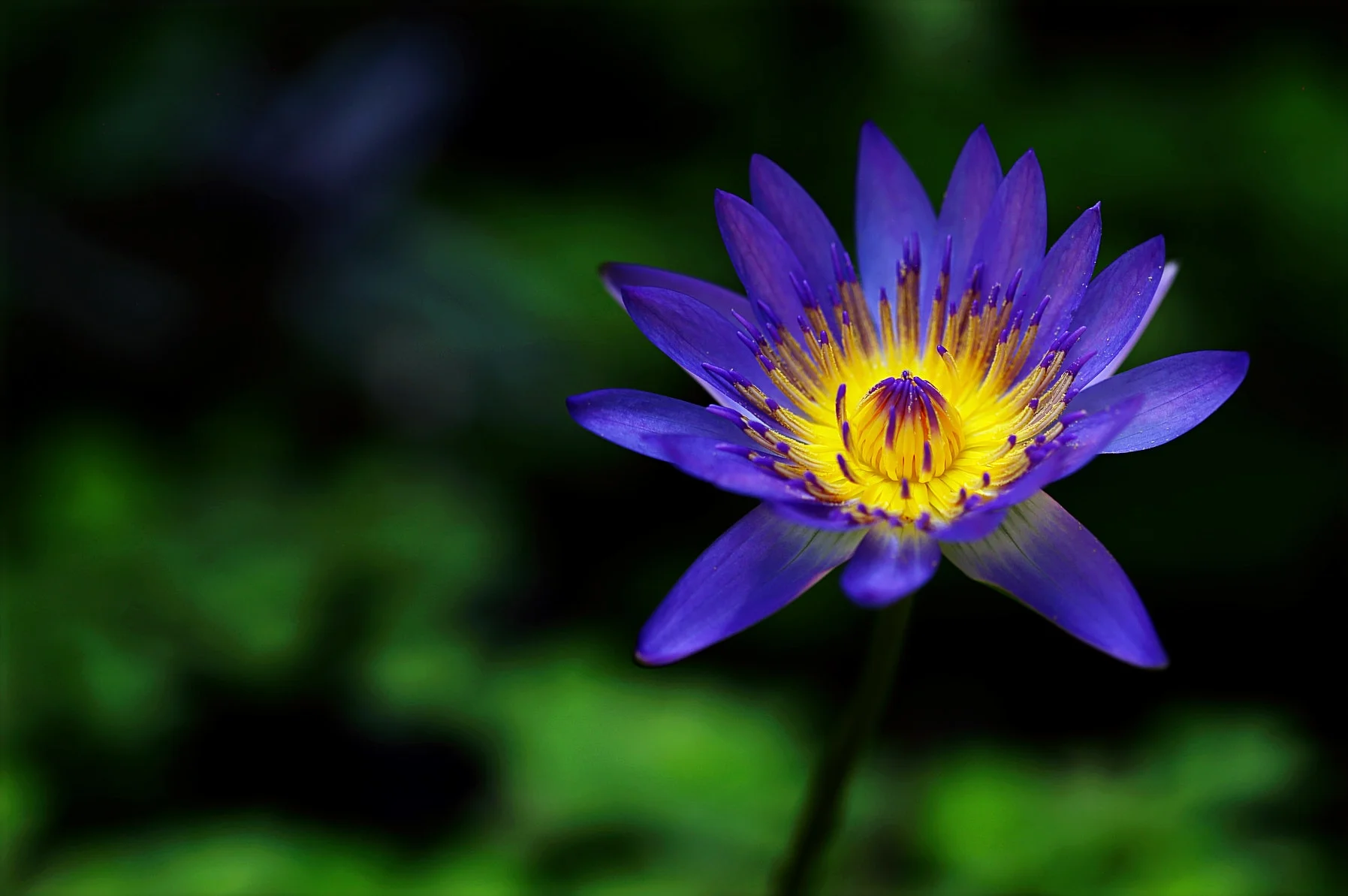 beautiful-bloom-blooming-684812.jpg