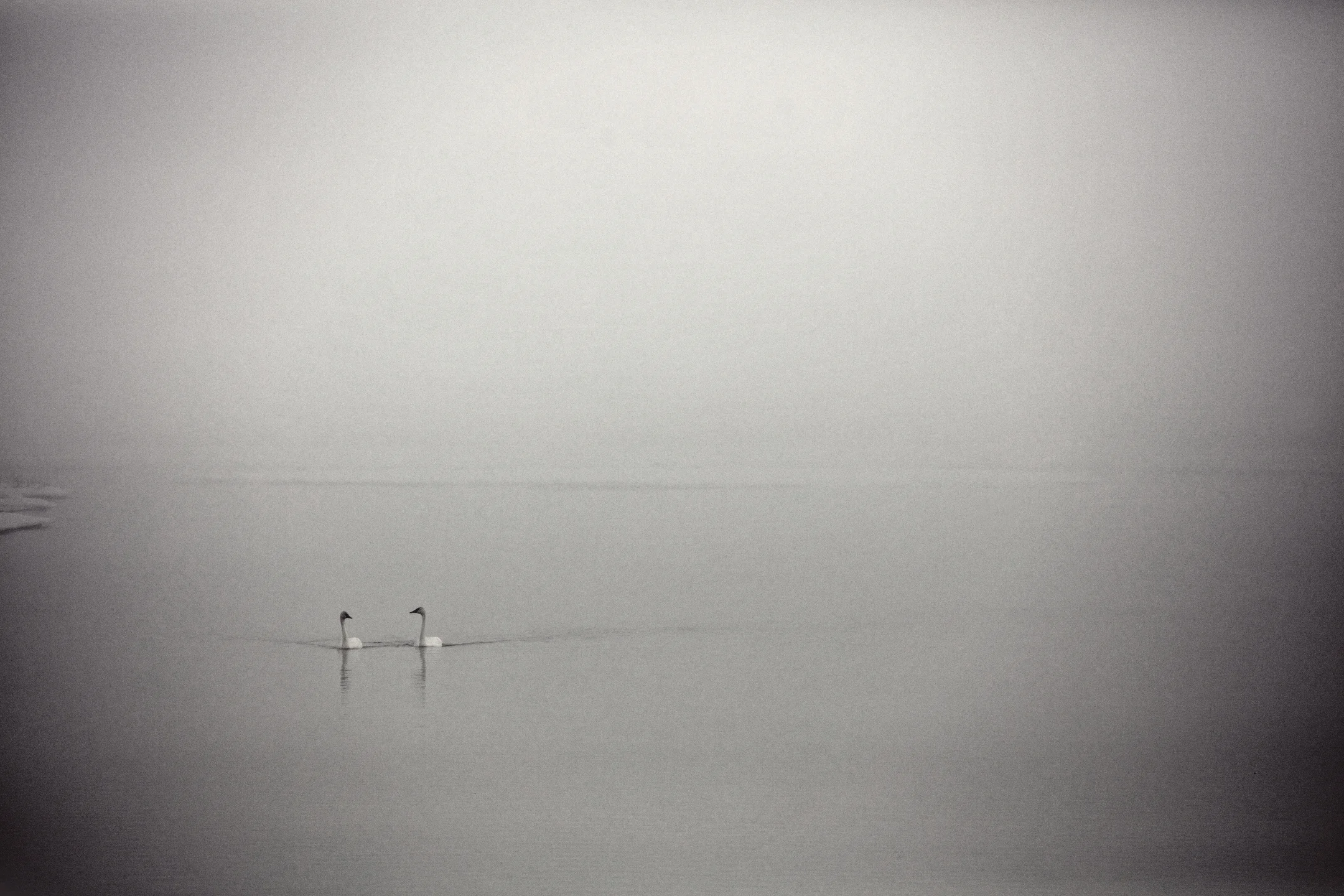 Trees Day 10 2016_0845c.JPG