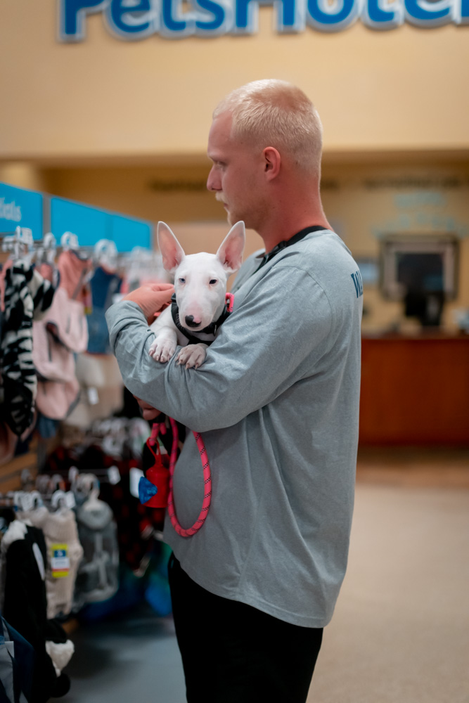 Cutest Bull Terrier puppy in existence-- at least in Lubbock!