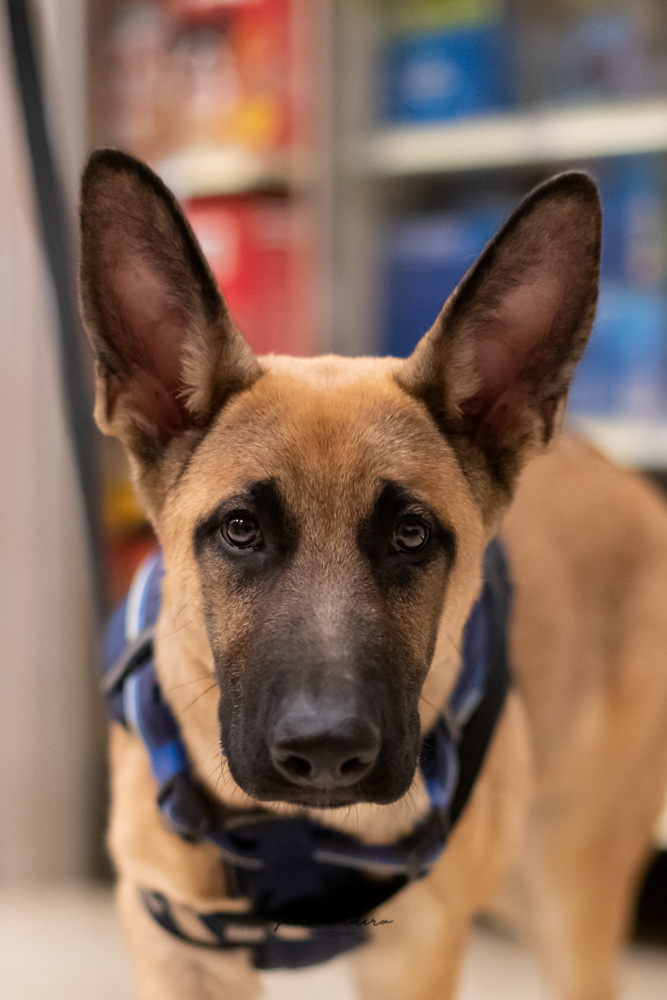 This adorable German Shepherd, Chief, is going to make a wonderful service dog. He was in training at PetSmart. 