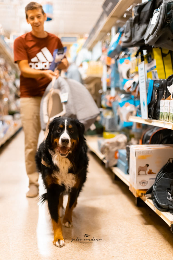 Callie, a Bernese Mountian Dog, shopping with her dad in PetSmart in Lubbock, Texas.