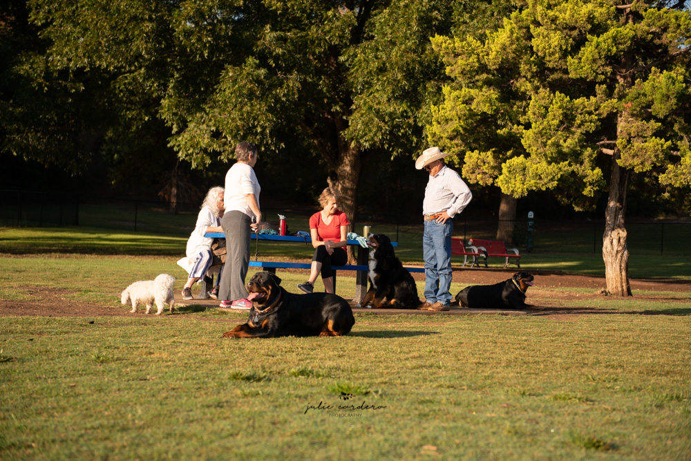 Canyon Run Dog Park in Mackenzie Park is quite popular with dogs and humans alike.  