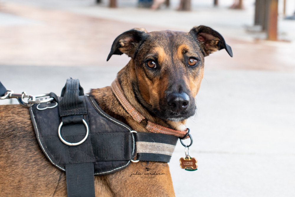 illusion collar petsmart