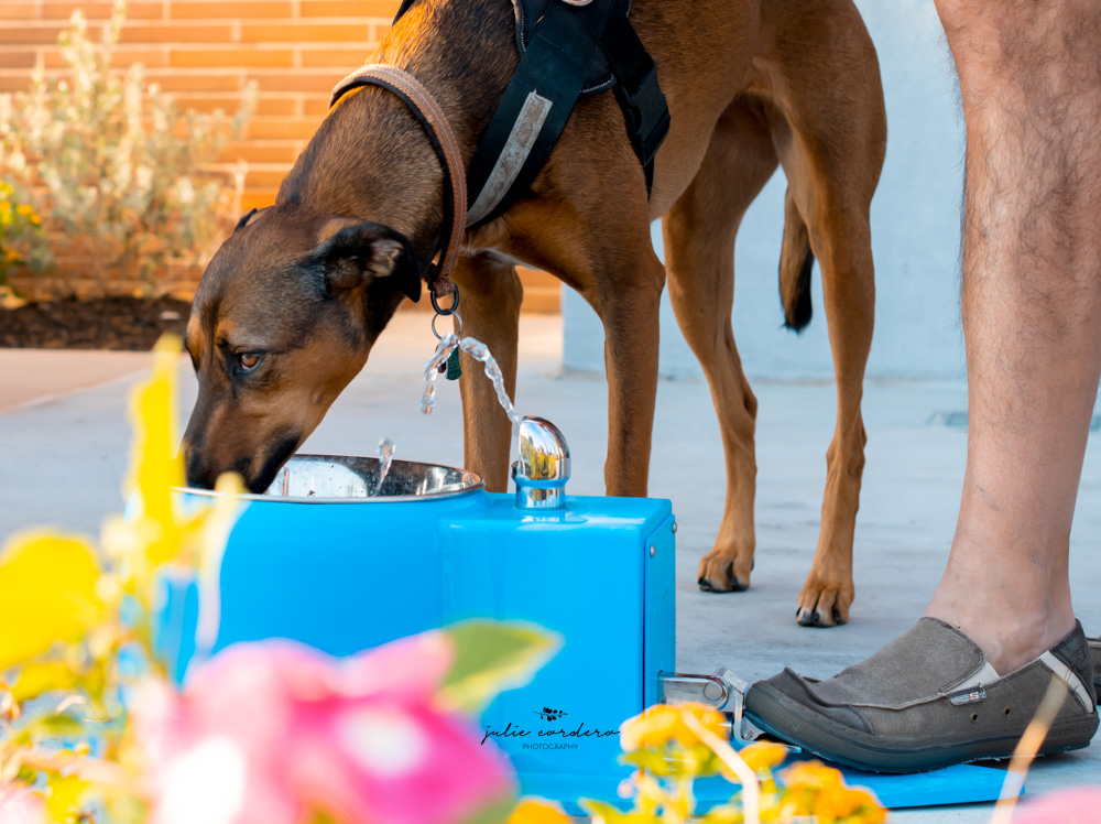  Kudos to Raising Cane’s on Fourth Street for installing a water fountain for their canine visitors. 