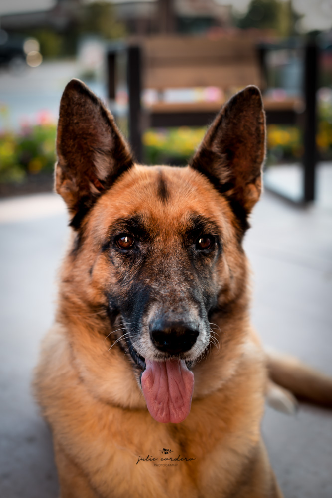 What joy to be able to take your dogs with you! Meet Mia, who enjoyed her evening out.