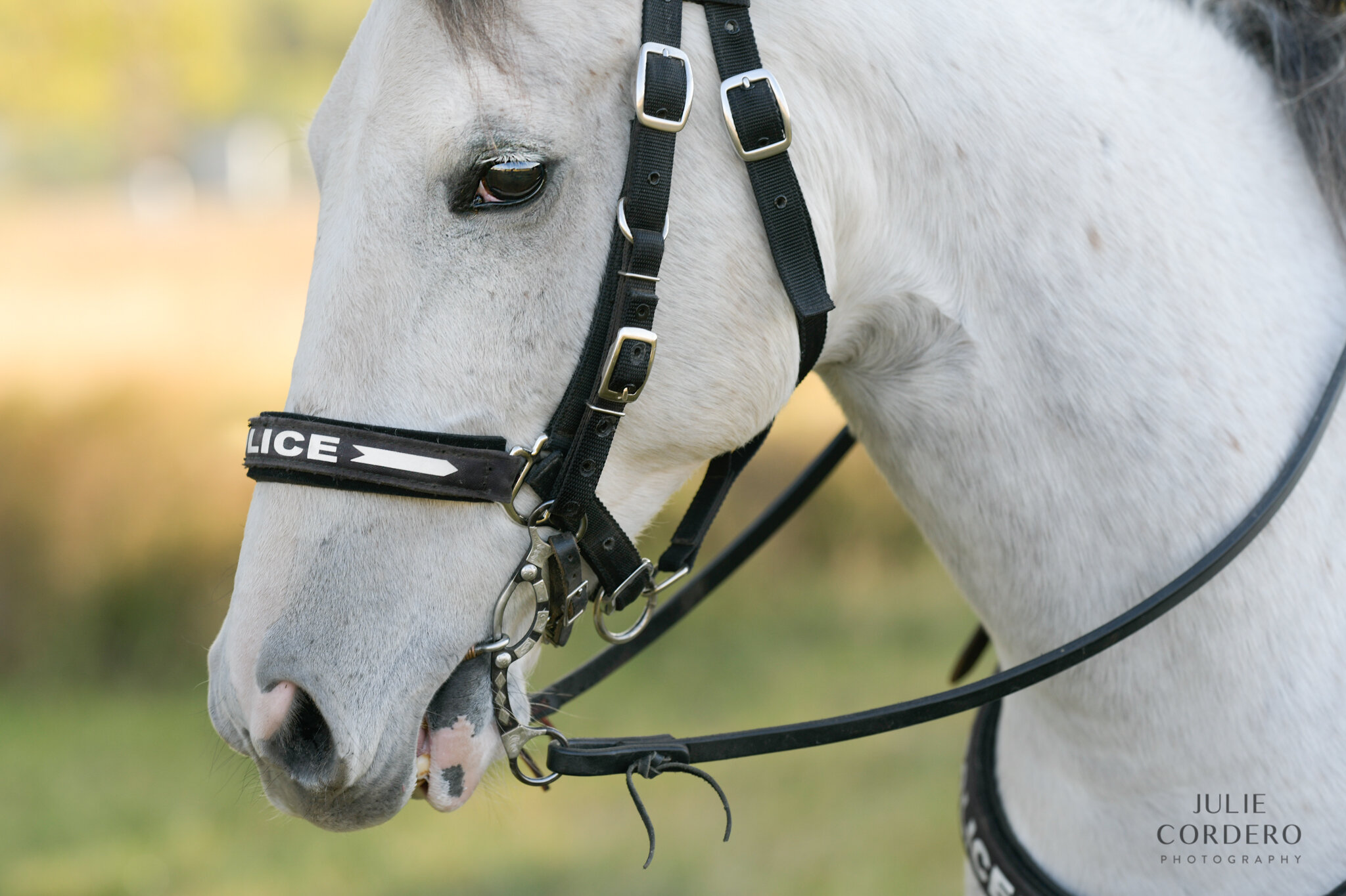 LPD Mounted Unit-8504456-Edit.jpg