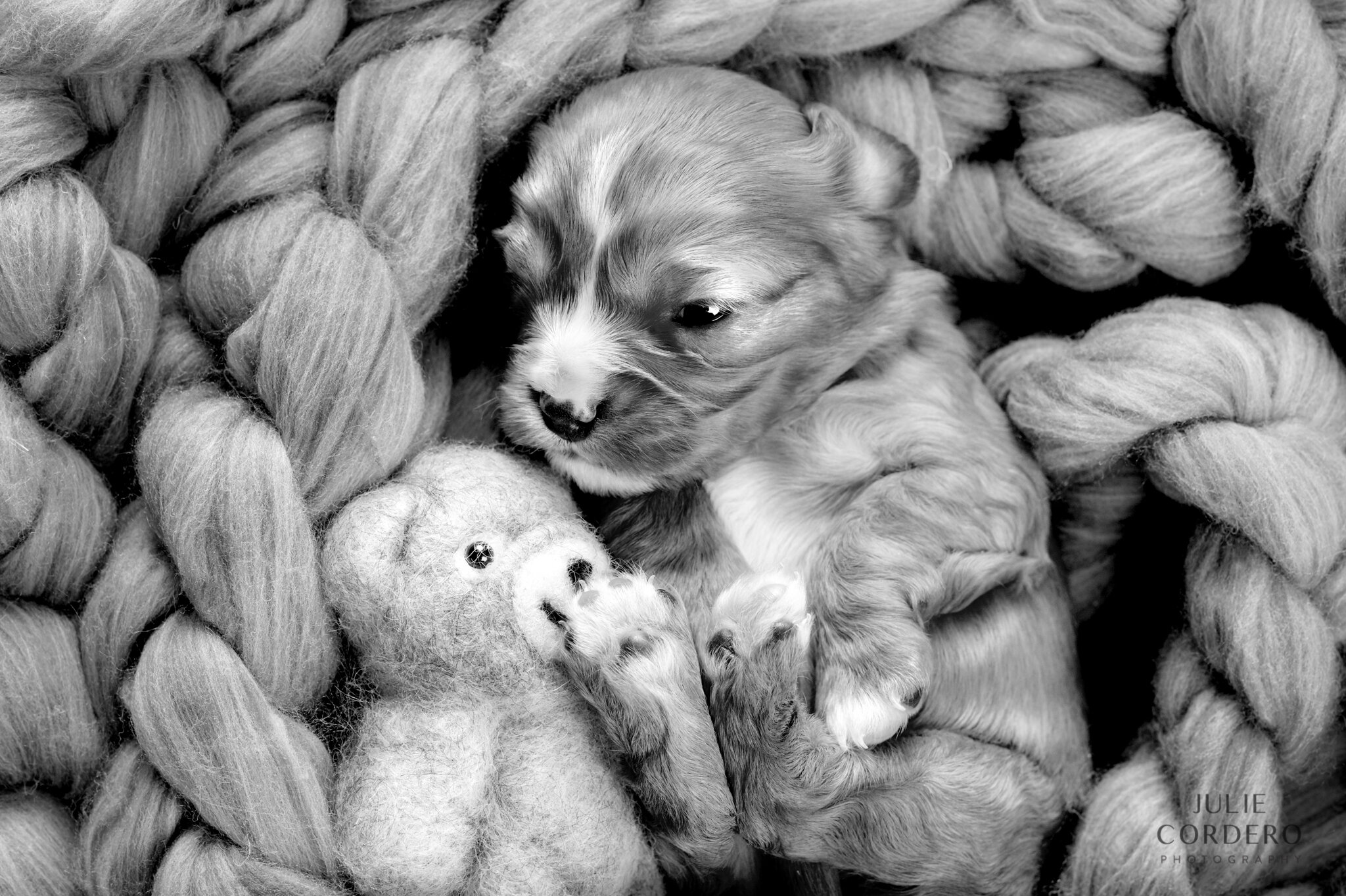 Adley + puppies (7).jpg