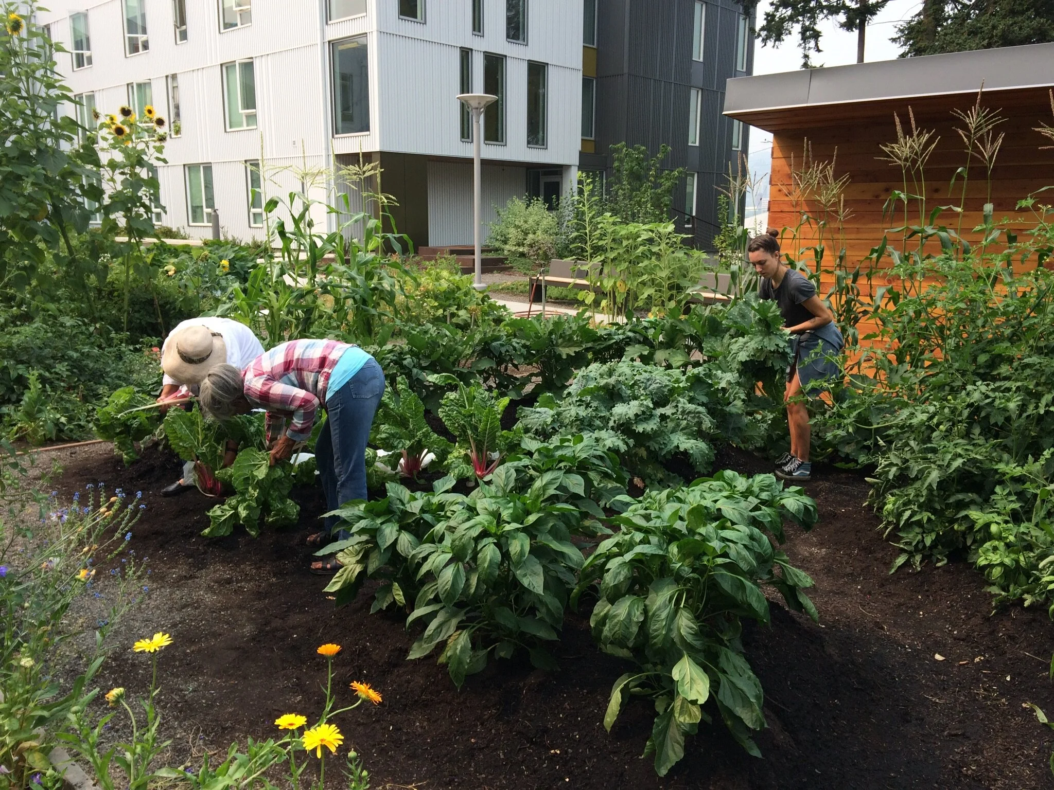 harvestingforveggiegiveaway.jpg