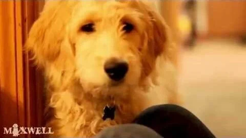 Maxwell The Golden Doodle is 4 Months Old Today! (Copy)