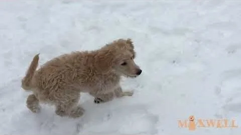 Maxwell The Golden Doodle - Loves The Snow (Copy)