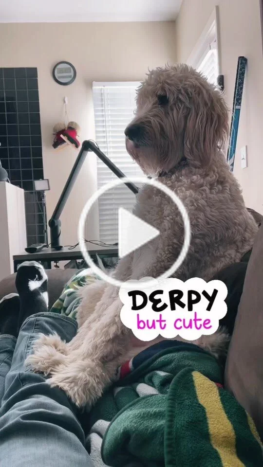 Maxwell The Golden Doodle The Goofball (Copy)