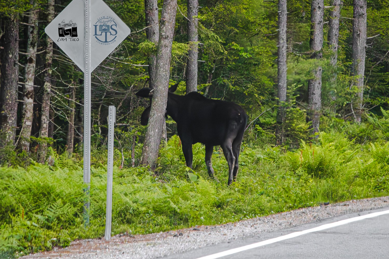 A Bull Moose On Bear Notch Road In New Hampshire