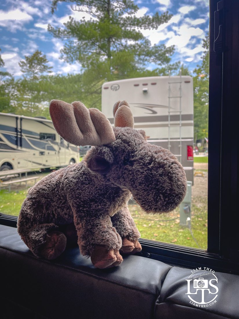 Bartlett the Stuffed Moose In The Window