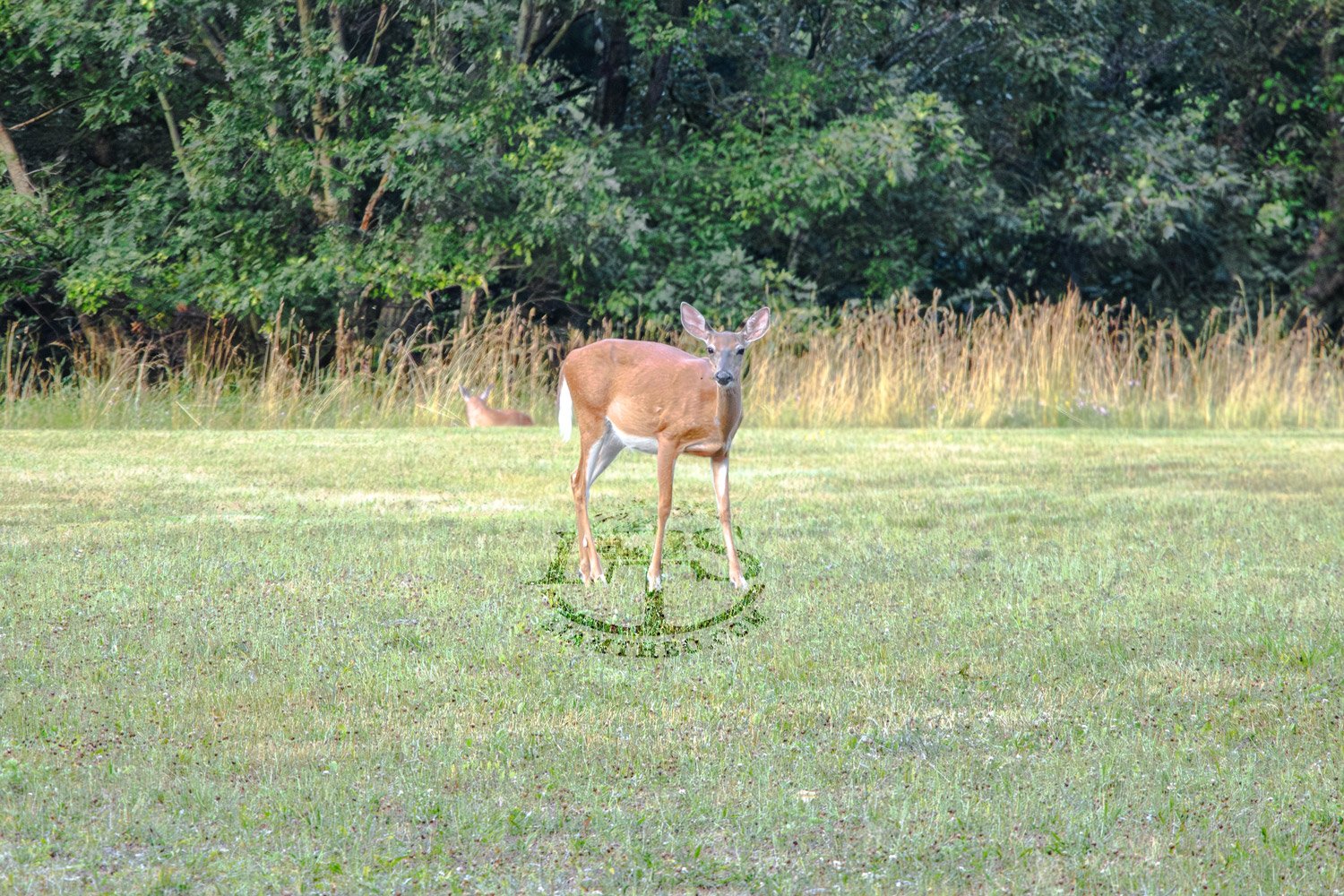 In An Open Field