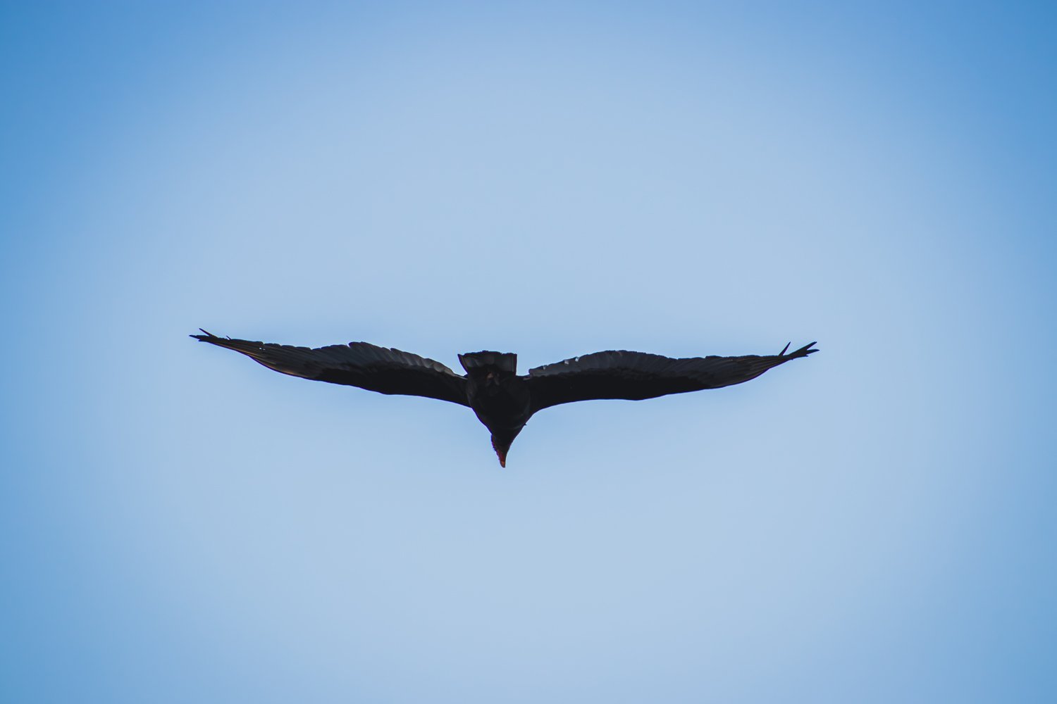 Osprey in Flight