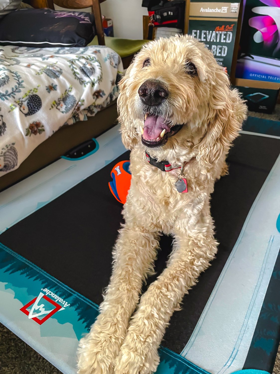 Maxwell Stanley Elevated Bed