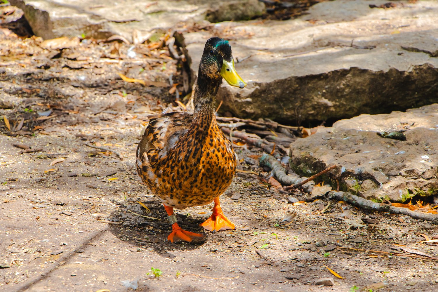 Duck Walk