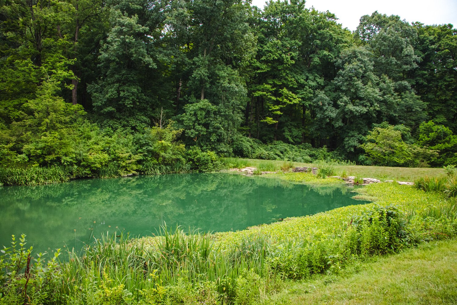 A Serene Pond