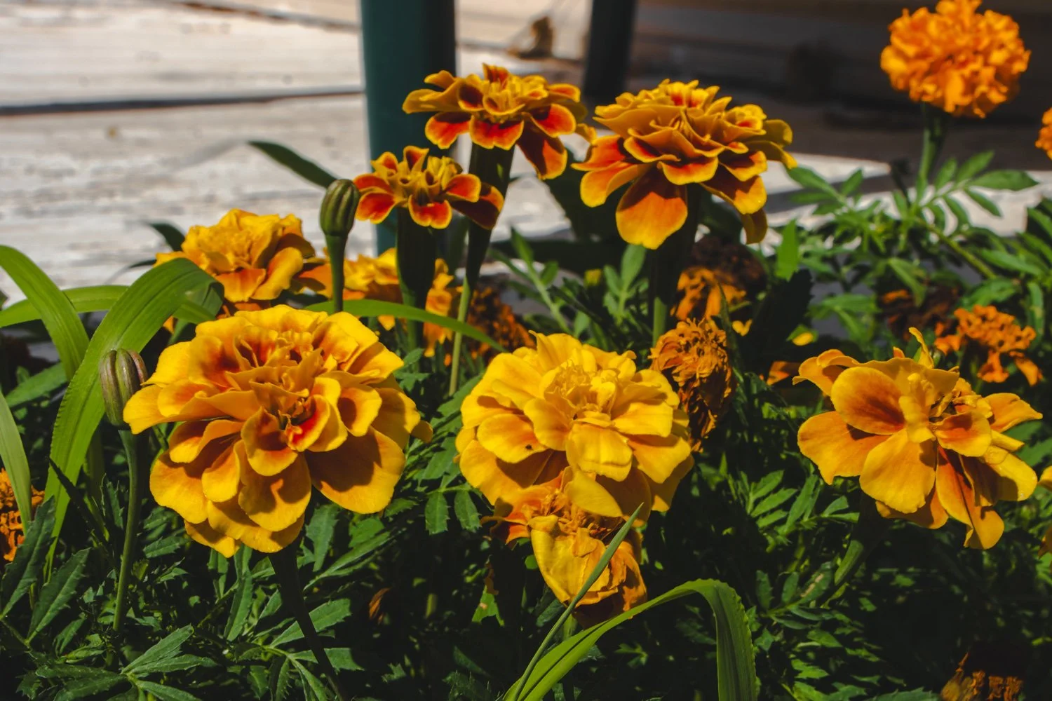 Marigold Flowers at Home