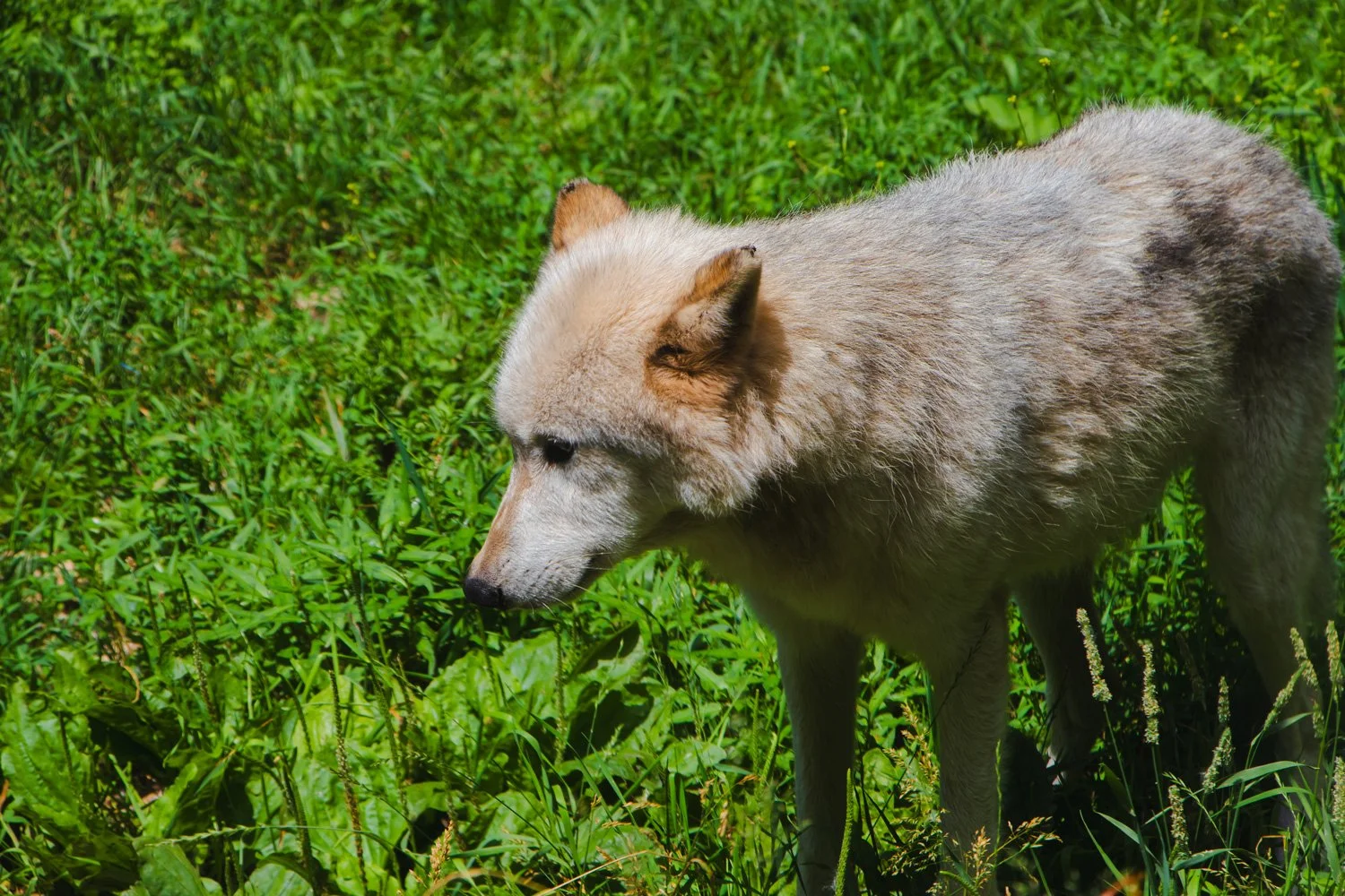 Green Bay Gray Wolf