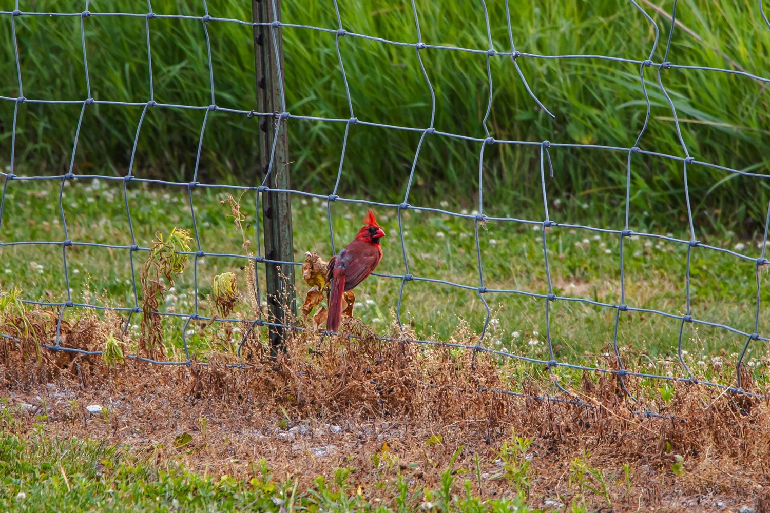 Cardinal in Chalco Hills