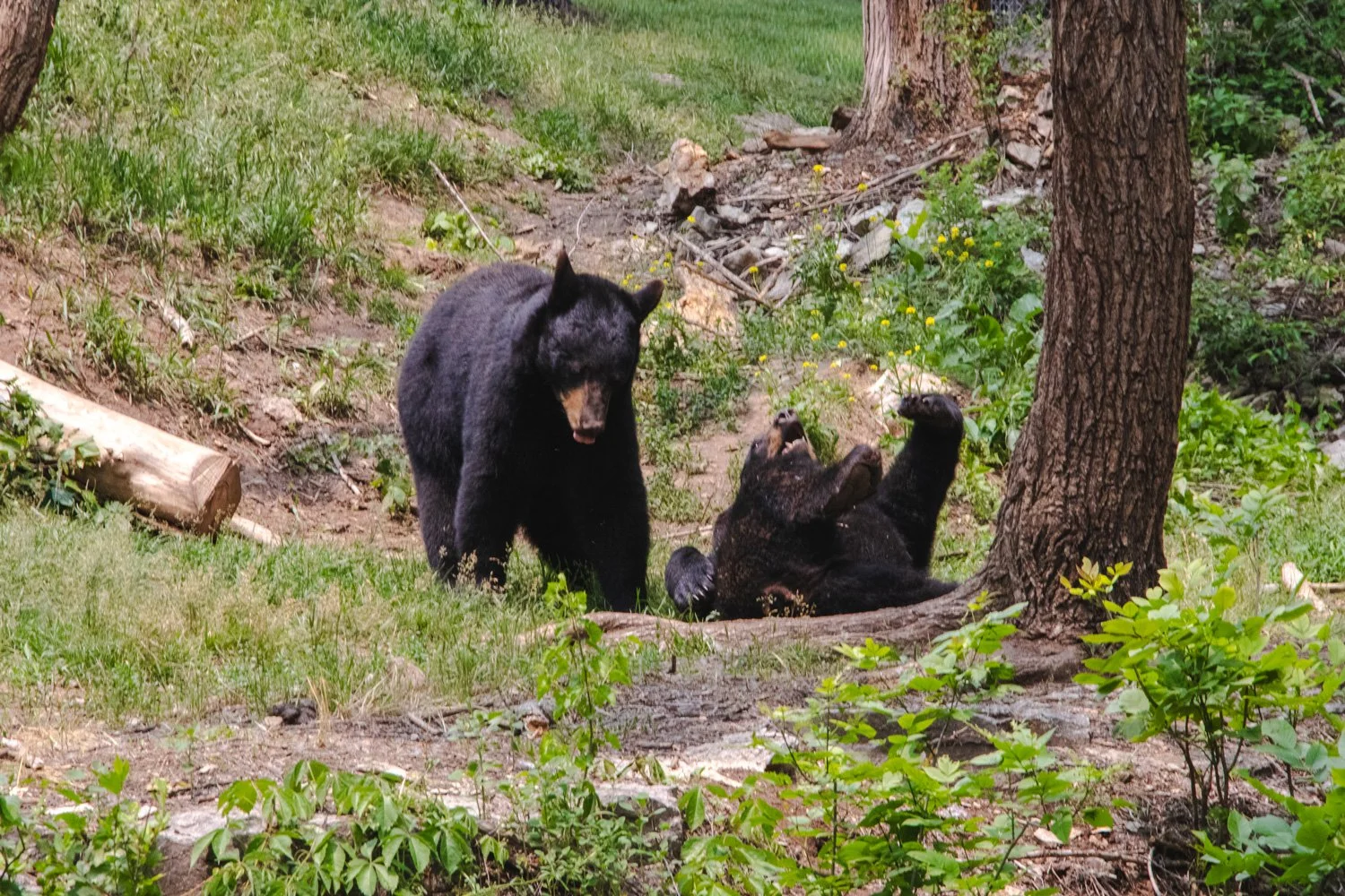 Playful Bears