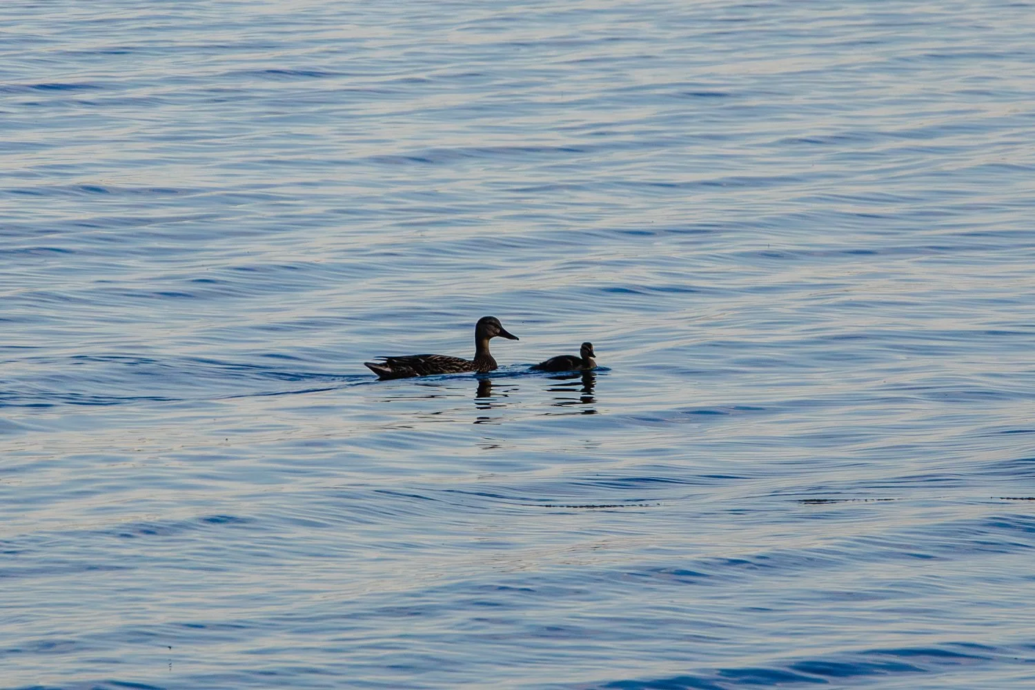 Wildlife on Sebago Lake