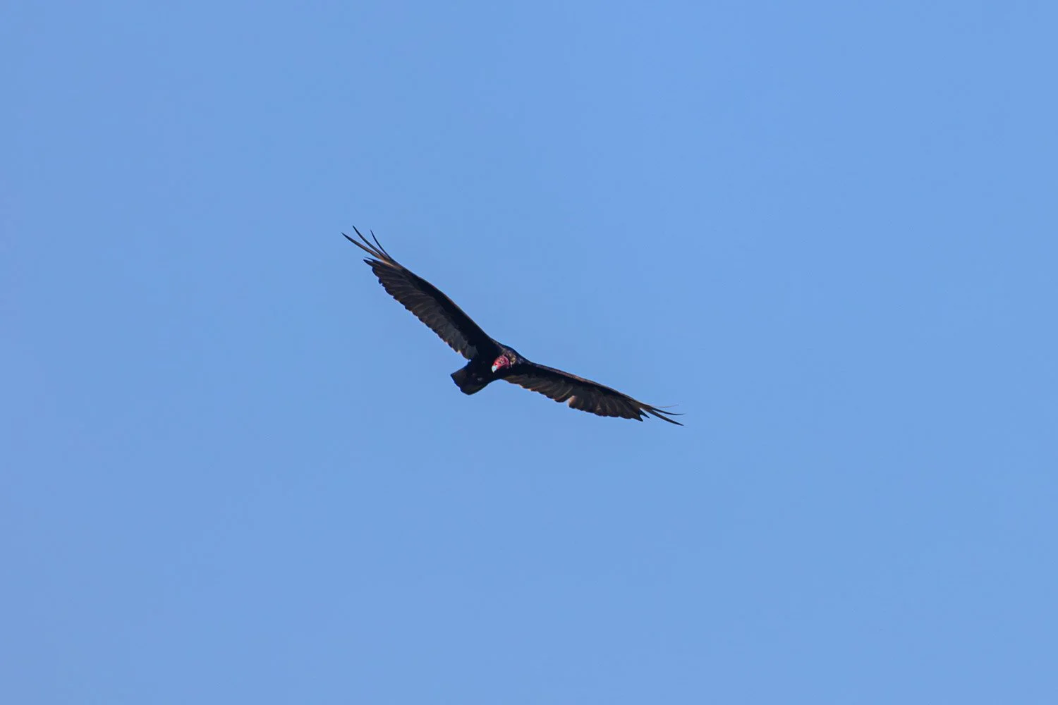 LetchworthStatePark-28June2026-LiamTheoPhotography-02.jpg