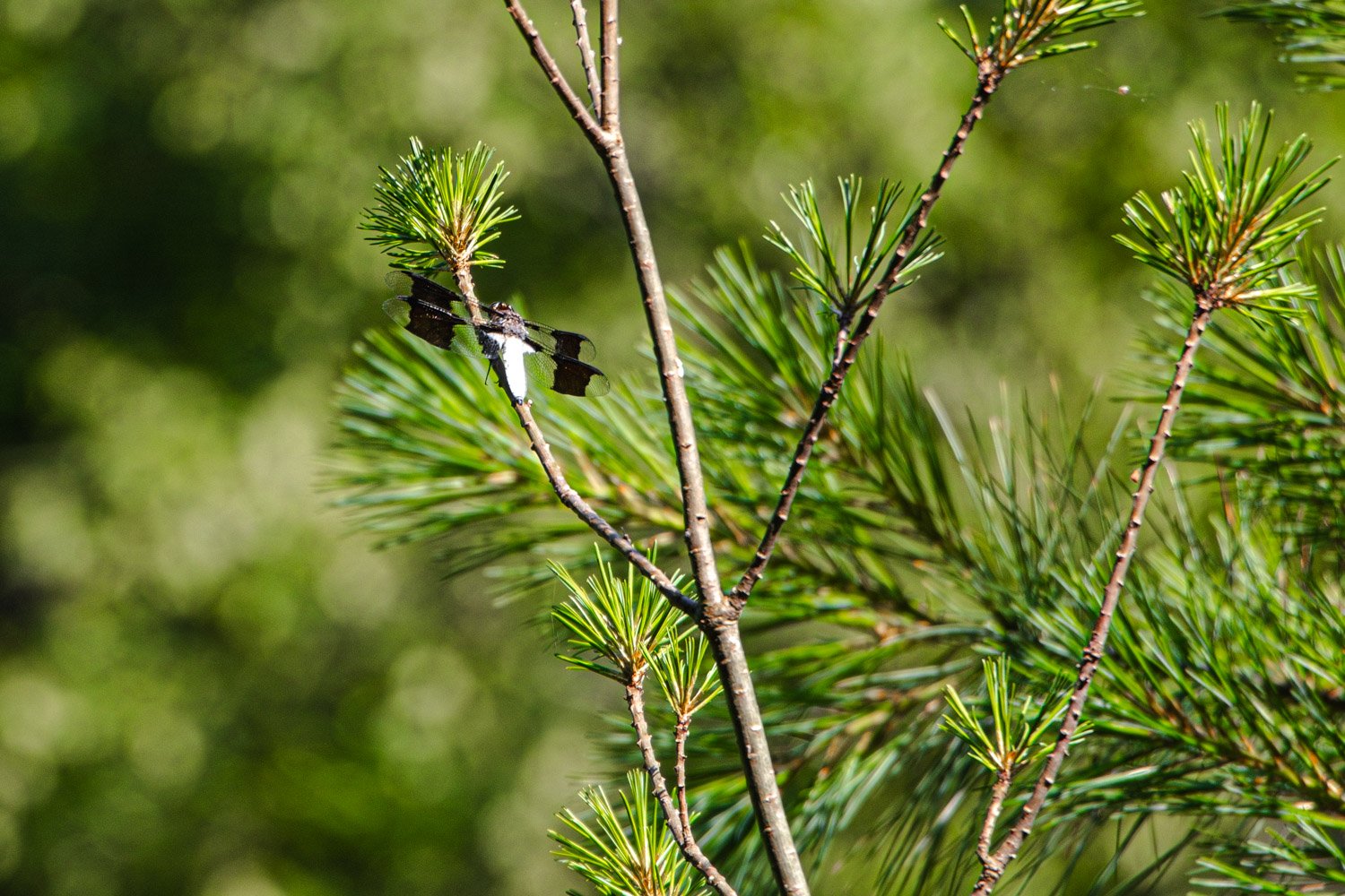 LetchworthStatePark-28June2026-LiamTheoPhotography-80.jpg