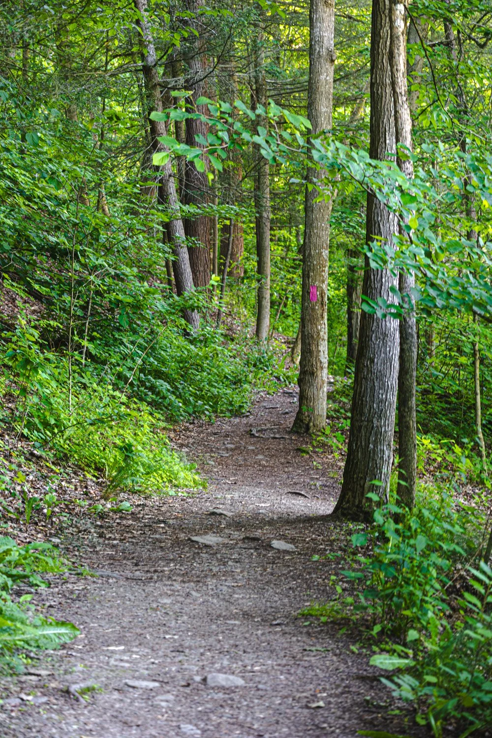 LetchworthStatePark-28June2026-LiamTheoPhotography-20.jpg