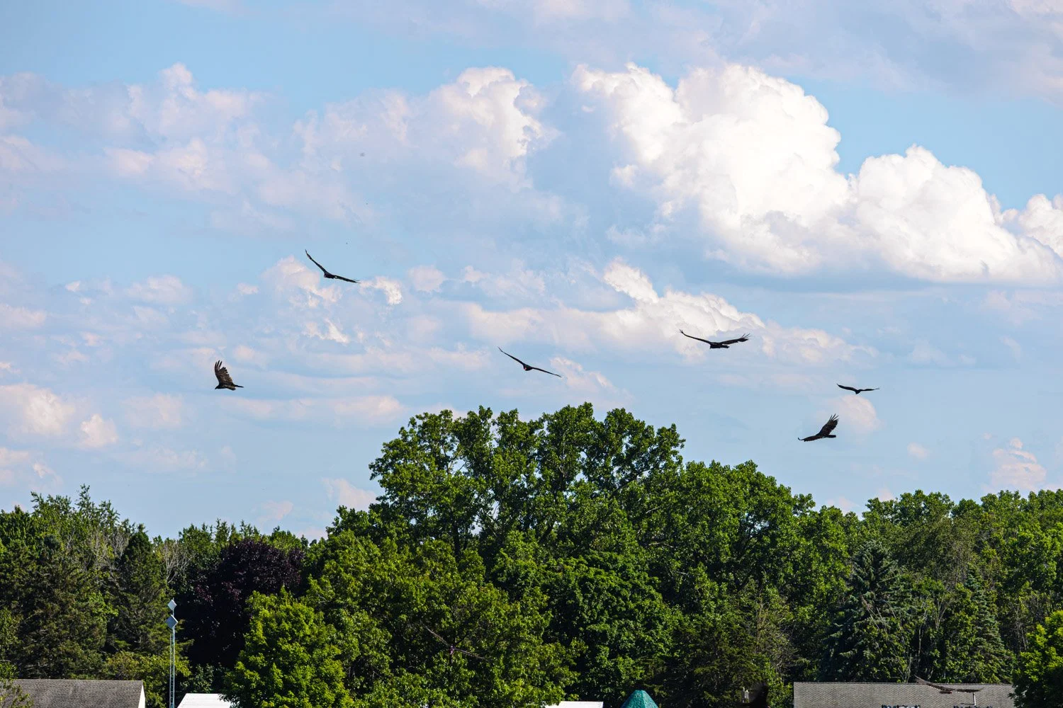 LetchworthStatePark-28June2026-LiamTheoPhotography-03.jpg