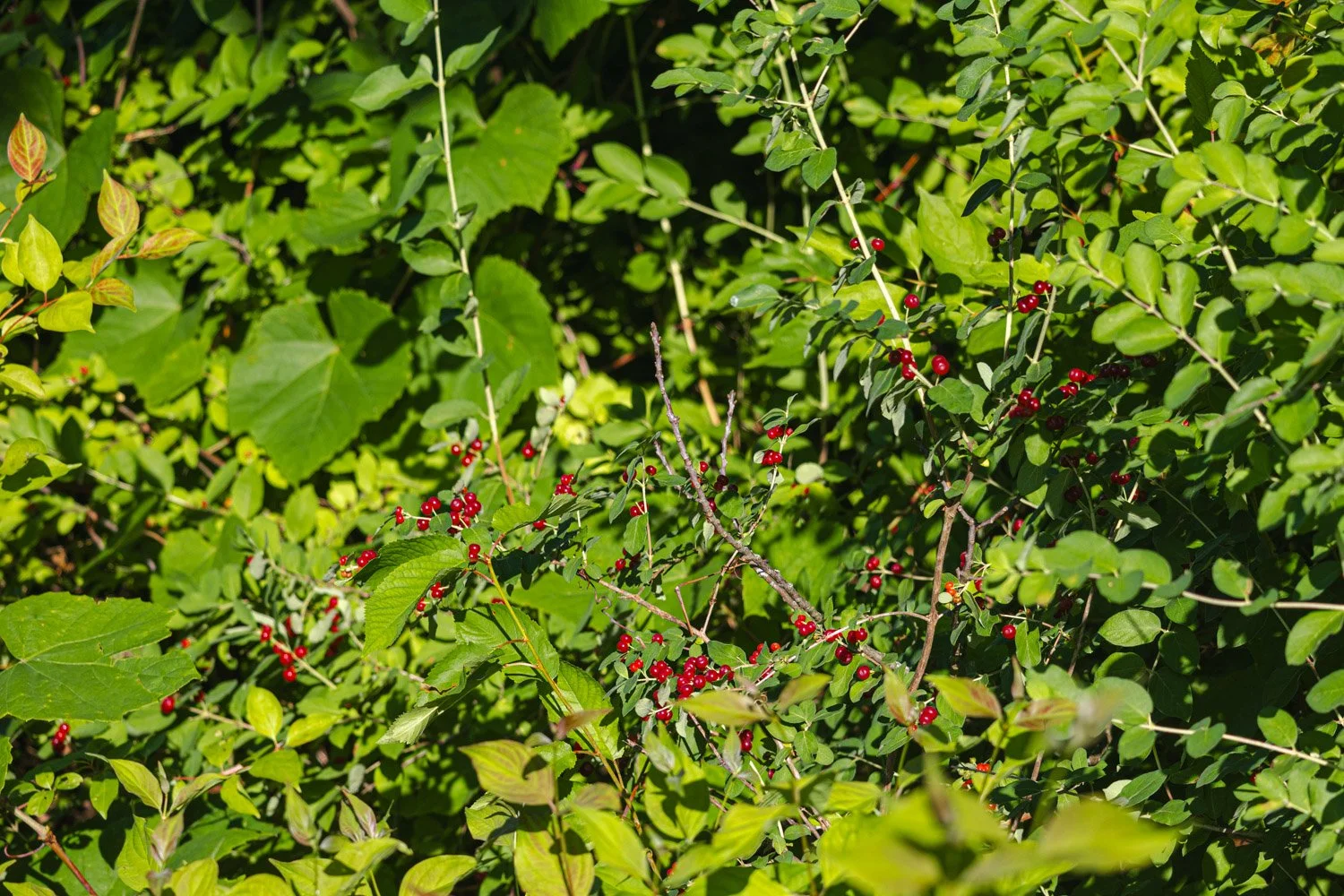 LetchworthStatePark-28June2026-LiamTheoPhotography-06.jpg