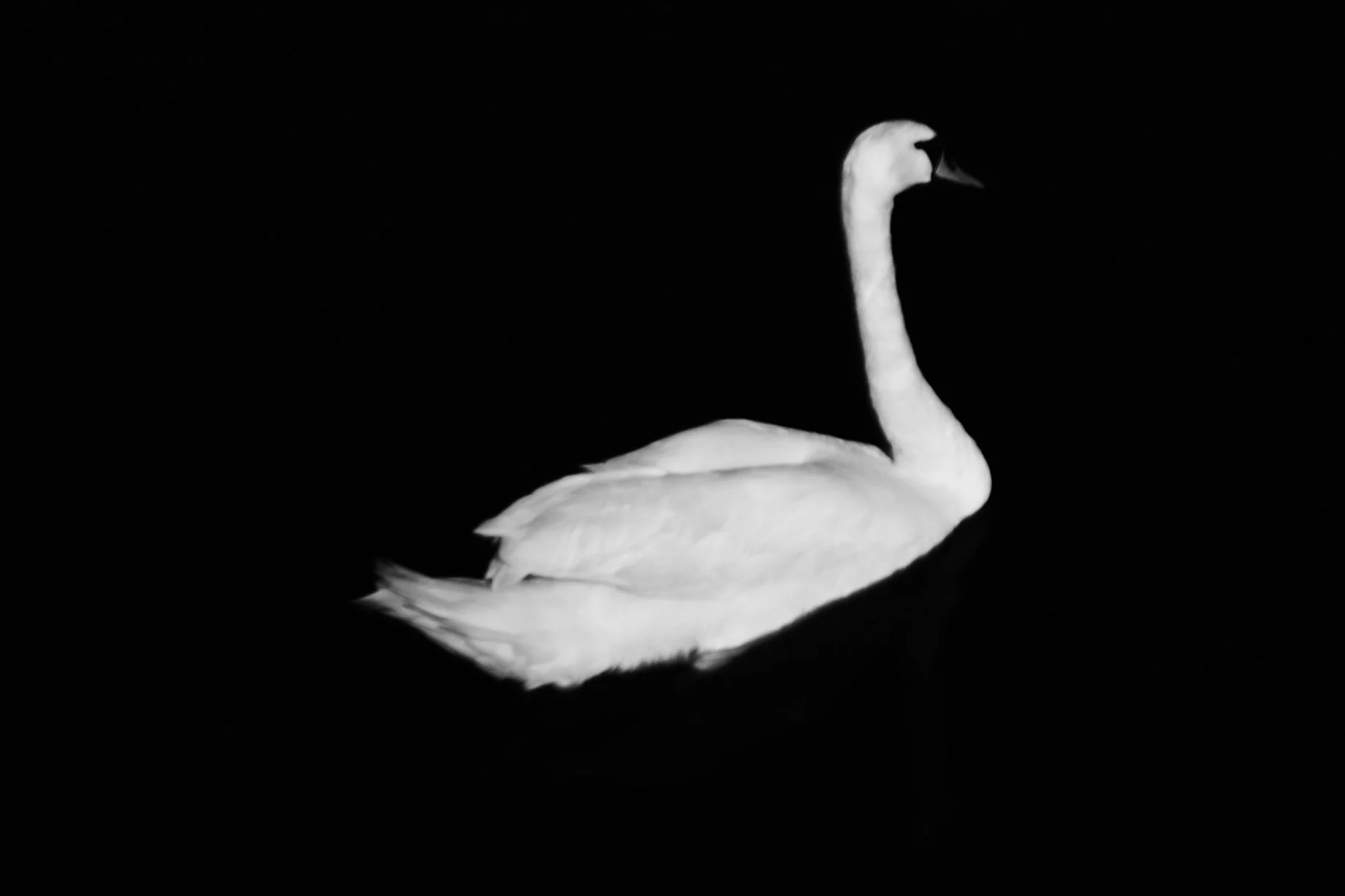 Swans, Study 1, Rostellan, Co. Cork, Ireland, 2018 