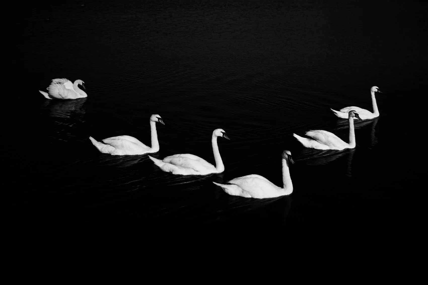 Swans, Study 2, Rostellan, Co. Cork, Ireland, 2018