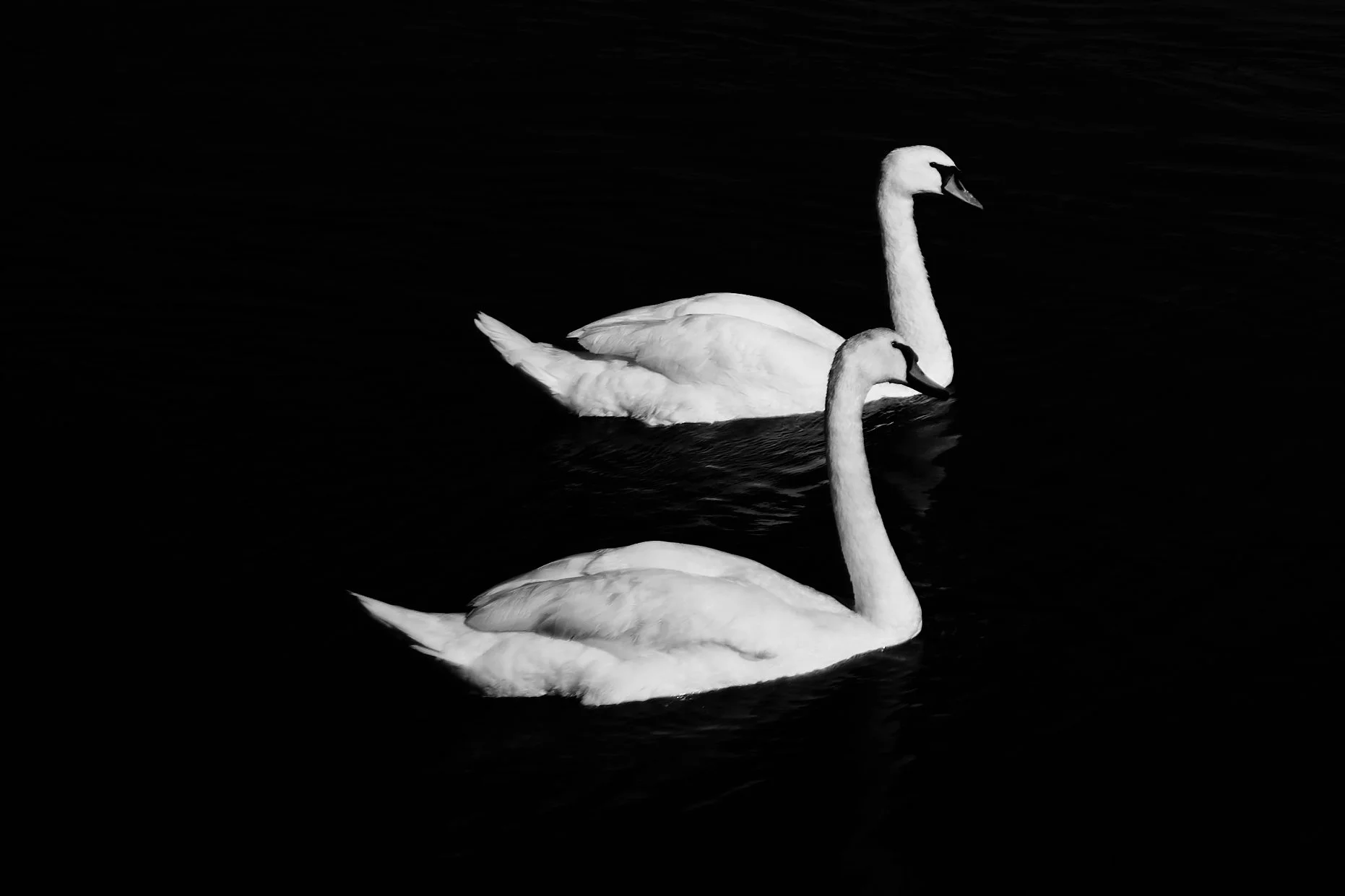 Swans, Study 3, Rostellan, Co. Cork, Ireland, 2018