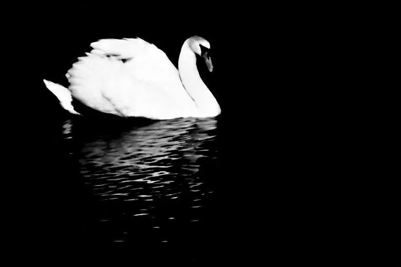 Swans, Study 6, Rostellan, Co. Cork, Ireland, 2018