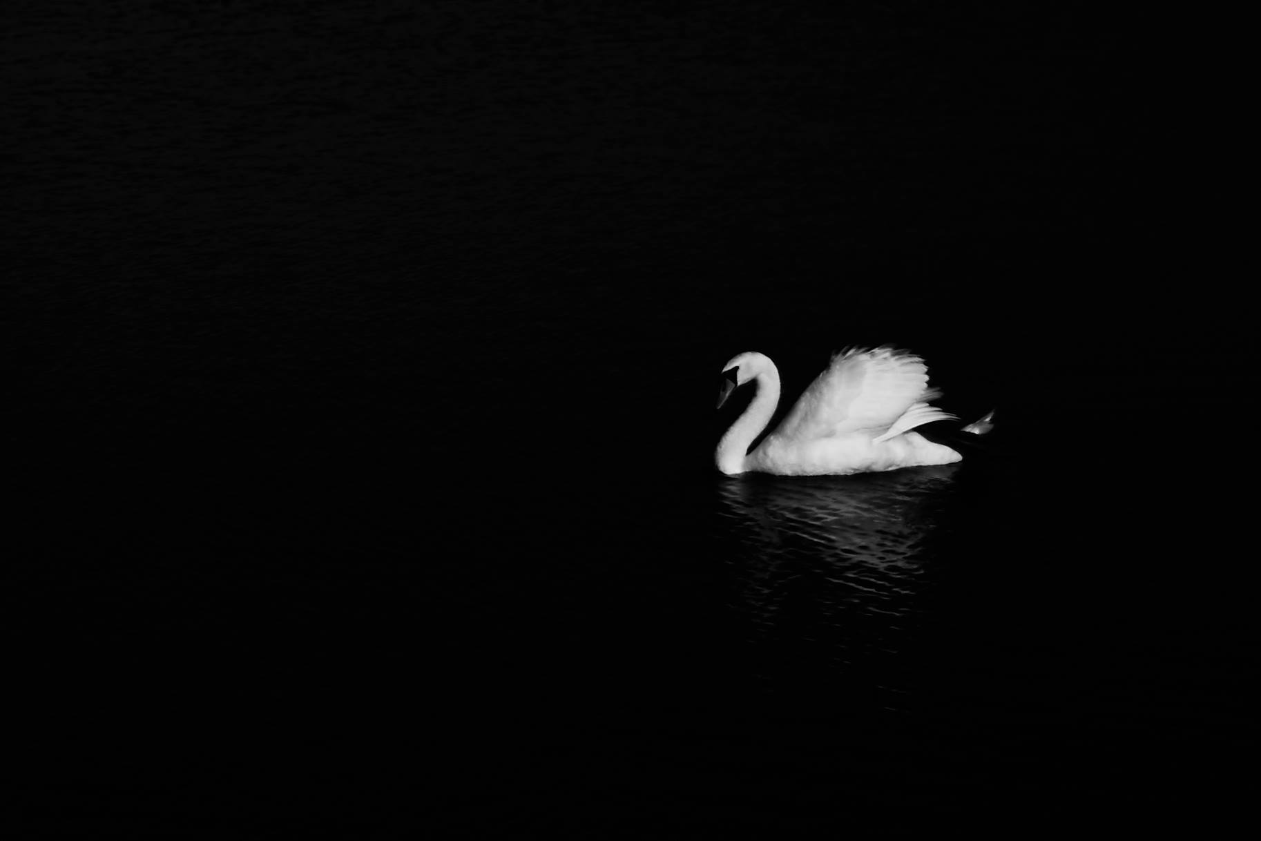 Swans, Study 8, Rostellan, Co. Cork, Ireland, 2018