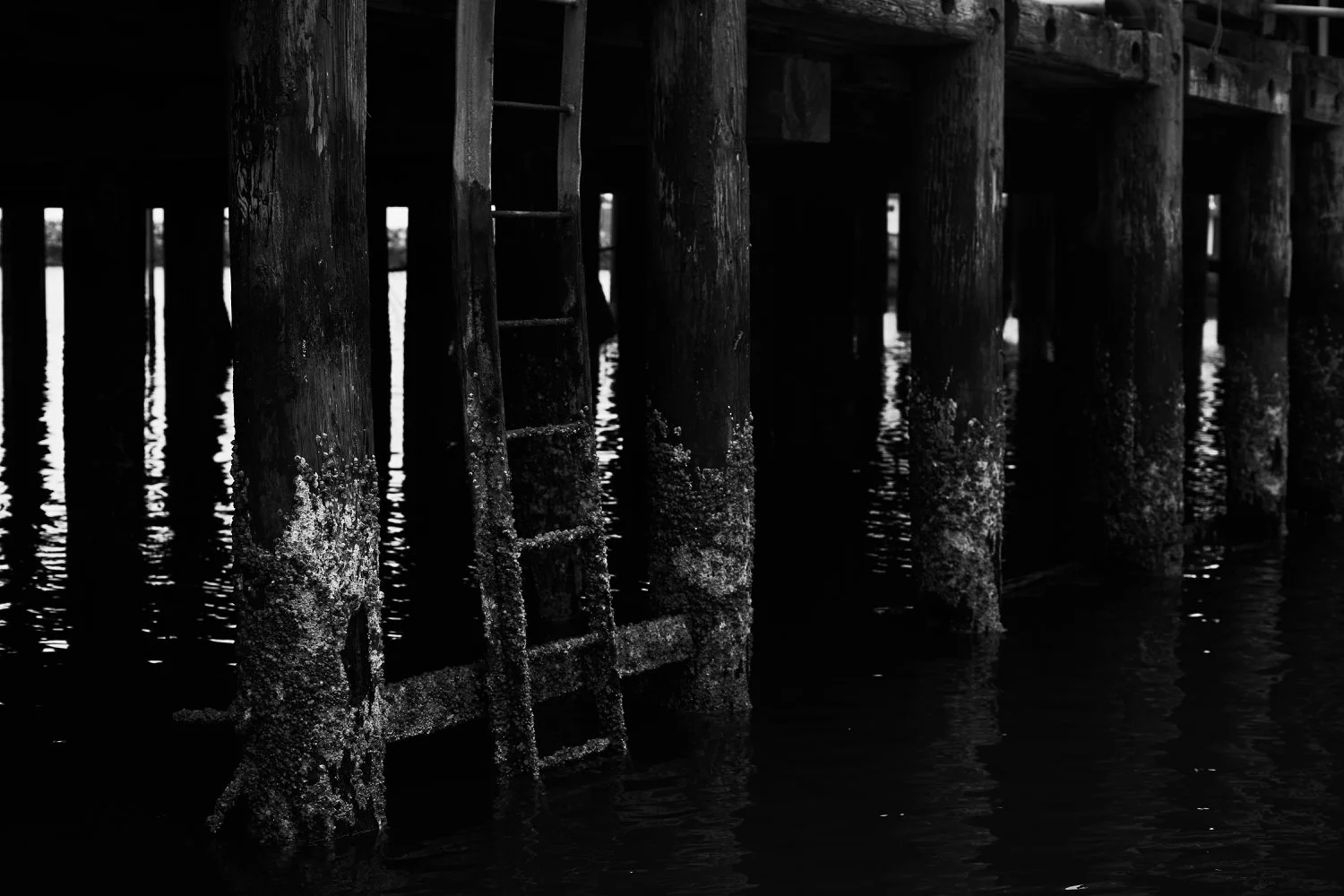 Pillar Point Harbor - 6